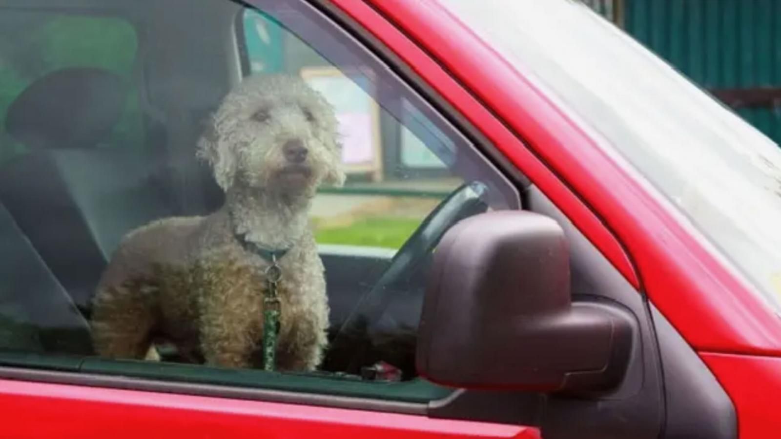 Cane barboncino sul sedile anteriore di una auto