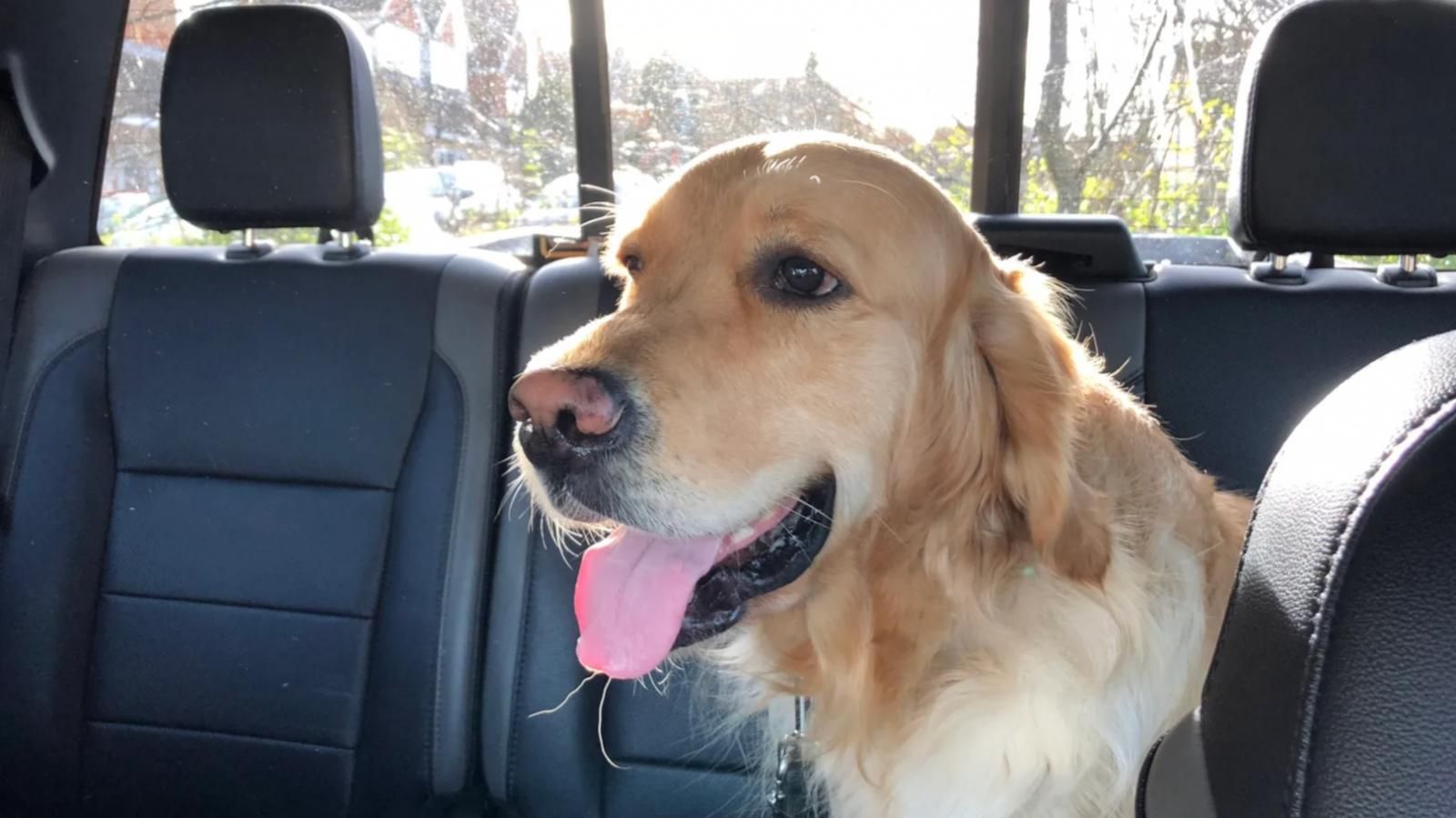 cane su sedile posteriore auto